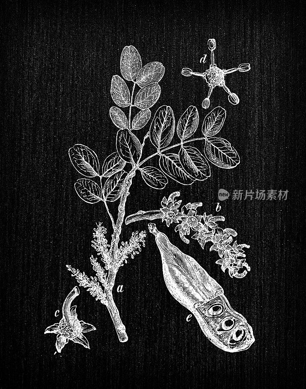 植物学植物古董雕刻插画:角豆树Ceratonia sililiqua(角豆树)